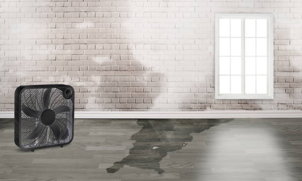 Best Water damage restoration near me  in Alpha, NJ