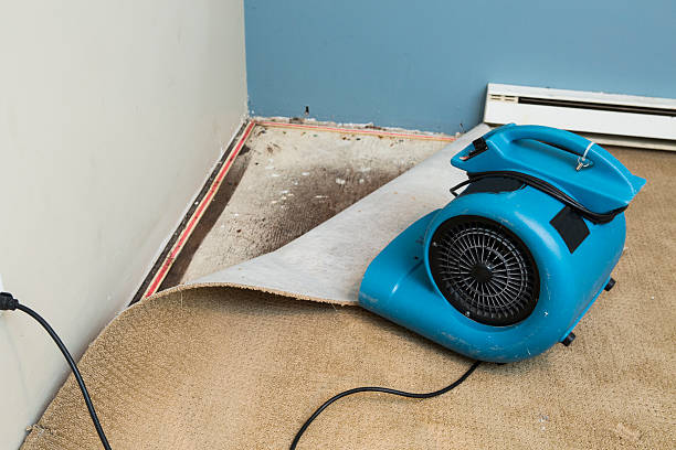 Best Professional water damage repair  in Alpha, NJ